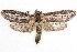  ( - BIOUG12060-E03)  @14 [ ] CreativeCommons - Attribution (2014) CBG Photography Group Centre for Biodiversity Genomics