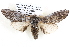  ( - BIOUG12060-E10)  @14 [ ] CreativeCommons - Attribution (2014) CBG Photography Group Centre for Biodiversity Genomics