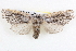  ( - BIOUG12060-E12)  @14 [ ] CreativeCommons - Attribution (2014) CBG Photography Group Centre for Biodiversity Genomics