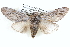  ( - BIOUG12060-F05)  @14 [ ] CreativeCommons - Attribution (2014) CBG Photography Group Centre for Biodiversity Genomics