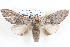  ( - BIOUG12060-F12)  @14 [ ] CreativeCommons - Attribution (2014) CBG Photography Group Centre for Biodiversity Genomics