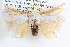  ( - BIOUG12061-A07)  @14 [ ] CreativeCommons - Attribution (2014) CBG Photography Group Centre for Biodiversity Genomics