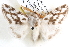  (Pernattia chlorophragma - BIOUG12061-A11)  @15 [ ] CreativeCommons - Attribution (2014) CBG Photography Group Centre for Biodiversity Genomics