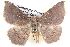  ( - BIOUG12061-D10)  @14 [ ] CreativeCommons - Attribution (2014) CBG Photography Group Centre for Biodiversity Genomics