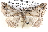  ( - BIOUG12061-E07)  @14 [ ] CreativeCommons - Attribution (2014) CBG Photography Group Centre for Biodiversity Genomics