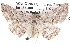  ( - BIOUG12061-G10)  @14 [ ] CreativeCommons - Attribution (2014) CBG Photography Group Centre for Biodiversity Genomics