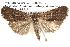  ( - BIOUG12061-H05)  @14 [ ] CreativeCommons - Attribution (2014) CBG Photography Group Centre for Biodiversity Genomics