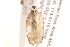  ( - BIOUG13741-E12)  @12 [ ] CreativeCommons - Attribution (2014) CBG Photography Group Centre for Biodiversity Genomics