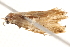  ( - BIOUG13742-B03)  @13 [ ] CreativeCommons - Attribution (2014) CBG Photography Group Centre for Biodiversity Genomics