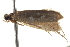  ( - BIOUG13743-D03)  @12 [ ] CreativeCommons - Attribution (2014) CBG Photography Group Centre for Biodiversity Genomics