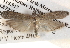  ( - BIOUG13745-A02)  @13 [ ] CreativeCommons - Attribution (2014) CBG Photography Group Centre for Biodiversity Genomics