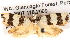  ( - BIOUG13745-B04)  @15 [ ] CreativeCommons - Attribution (2014) CBG Photography Group Centre for Biodiversity Genomics