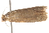  ( - BIOUG13746-F12)  @12 [ ] CreativeCommons - Attribution (2014) CBG Photography Group Centre for Biodiversity Genomics