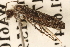  ( - BIOUG14242-E08)  @12 [ ] CreativeCommons - Attribution (2014) CBG Photography Group Centre for Biodiversity Genomics