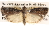  (Ptyobathra hades - BIOUG14242-H09)  @14 [ ] CreativeCommons - Attribution (2014) CBG Photography Group Centre for Biodiversity Genomics