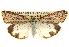  ( - BIOUG14243-C01)  @14 [ ] CreativeCommons - Attribution (2014) CBG Photography Group Centre for Biodiversity Genomics