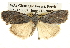  ( - BIOUG14243-H11)  @15 [ ] CreativeCommons - Attribution (2014) CBG Photography Group Centre for Biodiversity Genomics