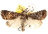  ( - BIOUG14244-A01)  @15 [ ] CreativeCommons - Attribution (2014) CBG Photography Group Centre for Biodiversity Genomics