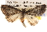  ( - BIOUG14244-A03)  @13 [ ] CreativeCommons - Attribution (2014) CBG Photography Group Centre for Biodiversity Genomics