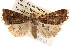  ( - BIOUG14244-A04)  @15 [ ] CreativeCommons - Attribution (2014) CBG Photography Group Centre for Biodiversity Genomics