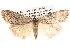  ( - BIOUG14244-C10)  @14 [ ] CreativeCommons - Attribution (2014) CBG Photography Group Centre for Biodiversity Genomics
