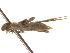  ( - BIOUG14244-G10)  @12 [ ] CreativeCommons - Attribution (2014) CBG Photography Group Centre for Biodiversity Genomics