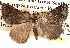  (Dichromodes sp. ANIC28 - BIOUG14245-B04)  @15 [ ] CreativeCommons - Attribution (2014) CBG Photography Group Centre for Biodiversity Genomics