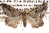  ( - BIOUG14245-C05)  @14 [ ] CreativeCommons - Attribution (2014) CBG Photography Group Centre for Biodiversity Genomics