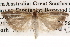  ( - BIOUG14245-E05)  @13 [ ] CreativeCommons - Attribution (2014) CBG Photography Group Centre for Biodiversity Genomics