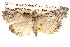  ( - BIOUG14245-E07)  @14 [ ] CreativeCommons - Attribution (2014) CBG Photography Group Centre for Biodiversity Genomics