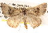  (Dichromodes AH01 - BIOUG14246-B09)  @14 [ ] CreativeCommons - Attribution (2014) CBG Photography Group Centre for Biodiversity Genomics