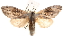  ( - BIOUG14247-B02)  @15 [ ] CreativeCommons - Attribution (2014) CBG Photography Group Centre for Biodiversity Genomics