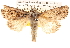  ( - BIOUG14247-C12)  @14 [ ] CreativeCommons - Attribution (2014) CBG Photography Group Centre for Biodiversity Genomics