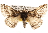 ( - BIOUG14247-D07)  @13 [ ] CreativeCommons - Attribution (2014) CBG Photography Group Centre for Biodiversity Genomics