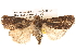  ( - BIOUG14247-F01)  @13 [ ] CreativeCommons - Attribution (2014) CBG Photography Group Centre for Biodiversity Genomics