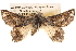  ( - BIOUG14247-G03)  @13 [ ] CreativeCommons - Attribution (2014) CBG Photography Group Centre for Biodiversity Genomics