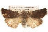  ( - BIOUG14247-G06)  @14 [ ] CreativeCommons - Attribution (2014) CBG Photography Group Centre for Biodiversity Genomics