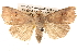  ( - BIOUG14247-H03)  @14 [ ] CreativeCommons - Attribution (2014) CBG Photography Group Centre for Biodiversity Genomics