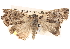  ( - BIOUG14248-C09)  @13 [ ] CreativeCommons - Attribution (2014) CBG Photography Group Centre for Biodiversity Genomics