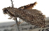  ( - BIOUG14608-H10)  @13 [ ] CreativeCommons - Attribution (2014) CBG Photography Group Centre for Biodiversity Genomics