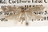  ( - BIOUG14609-A11)  @12 [ ] CreativeCommons - Attribution (2014) CBG Photography Group Centre for Biodiversity Genomics