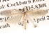  ( - BIOUG14609-B03)  @12 [ ] CreativeCommons - Attribution (2014) CBG Photography Group Centre for Biodiversity Genomics
