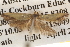  ( - BIOUG14611-A07)  @12 [ ] CreativeCommons - Attribution (2014) CBG Photography Group Centre for Biodiversity Genomics