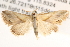  ( - BIOUG14612-D02)  @14 [ ] CreativeCommons - Attribution (2014) CBG Photography Group Centre for Biodiversity Genomics