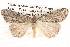  ( - BIOUG14613-D05)  @14 [ ] CreativeCommons - Attribution (2014) CBG Photography Group Centre for Biodiversity Genomics