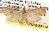  (Antigastra - BIOUG14613-H07)  @14 [ ] CreativeCommons - Attribution (2014) CBG Photography Group Centre for Biodiversity Genomics