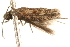  ( - BIOUG16501-F11)  @12 [ ] CreativeCommons - Attribution (2014) CBG Photography Group Centre for Biodiversity Genomics