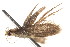  ( - BIOUG16502-G03)  @13 [ ] CreativeCommons - Attribution (2014) CBG Photography Group Centre for Biodiversity Genomics