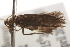  ( - BIOUG16502-G04)  @13 [ ] CreativeCommons - Attribution (2014) CBG Photography Group Centre for Biodiversity Genomics
