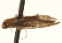  ( - BIOUG16503-B04)  @12 [ ] CreativeCommons - Attribution (2014) CBG Photography Group Centre for Biodiversity Genomics